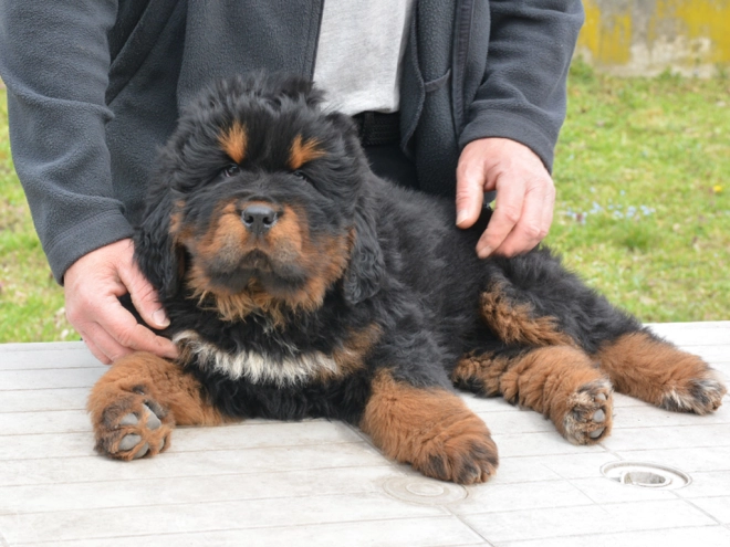 Perros Mastín Tibetano en venta