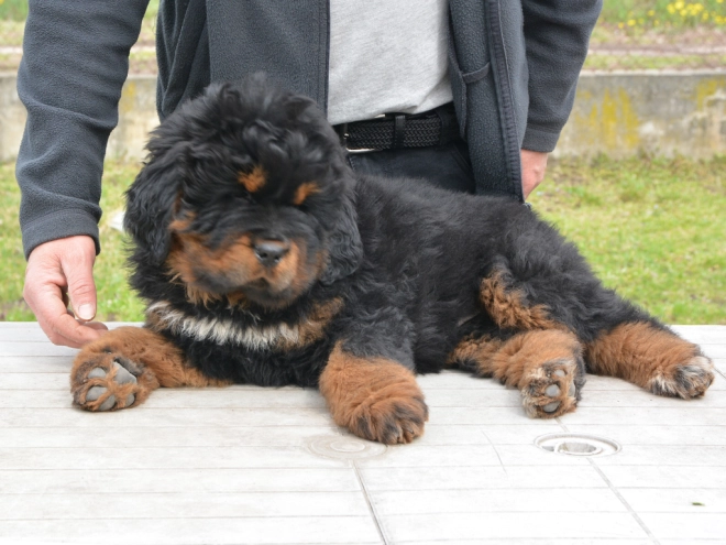 Perros Mastín Tibetano en venta