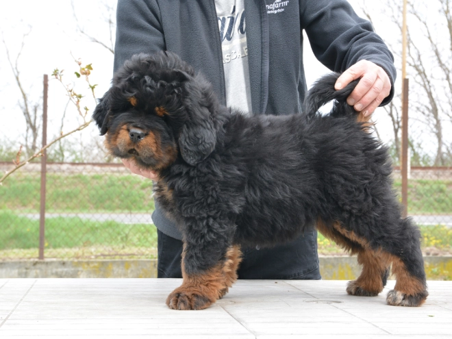 Perros Mastín Tibetano en venta