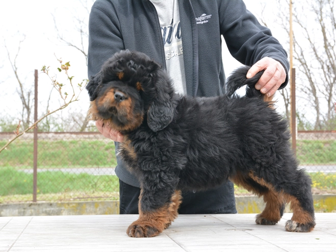 Perros Mastín Tibetano en venta