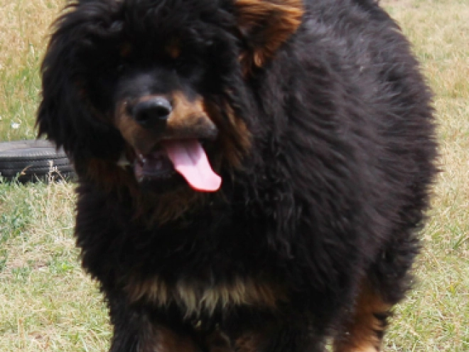Perros Mastín Tibetano en venta