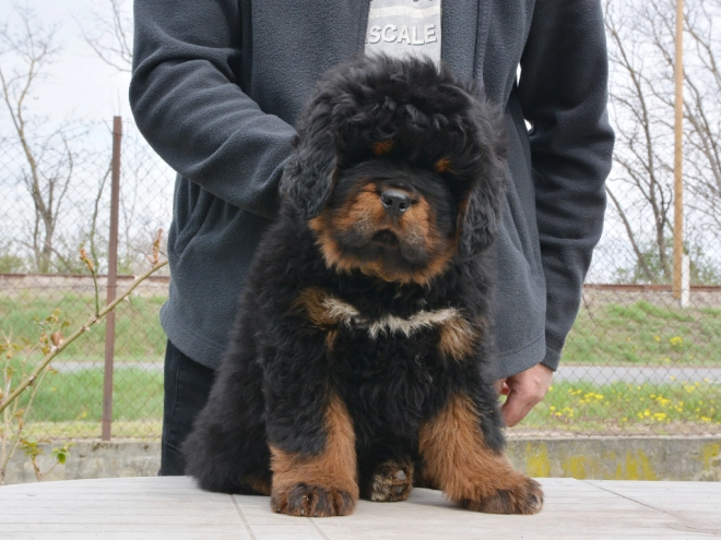Perros Mastín Tibetano en venta
