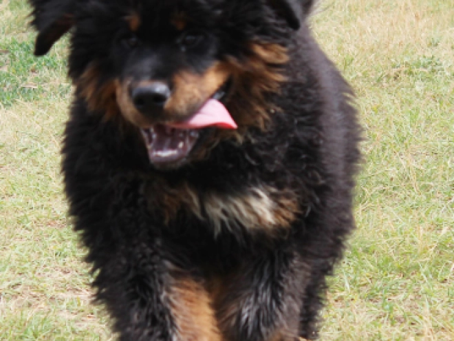 Perros Mastín Tibetano en venta