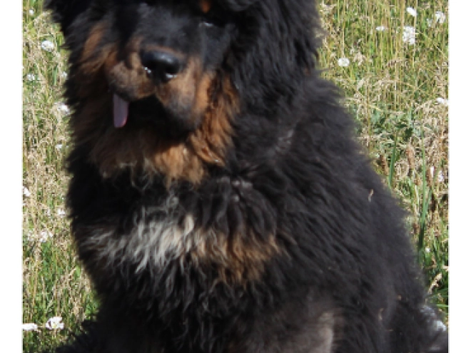 Perros Mastín Tibetano en venta