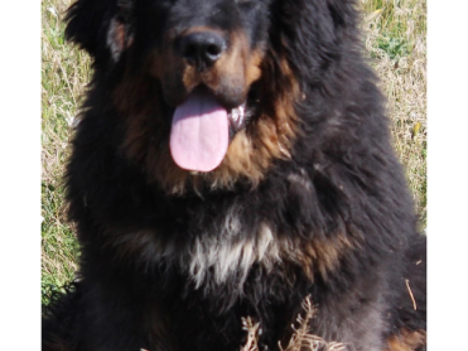 Perros Mastín Tibetano en venta