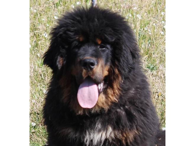 Perros Mastín Tibetano en venta