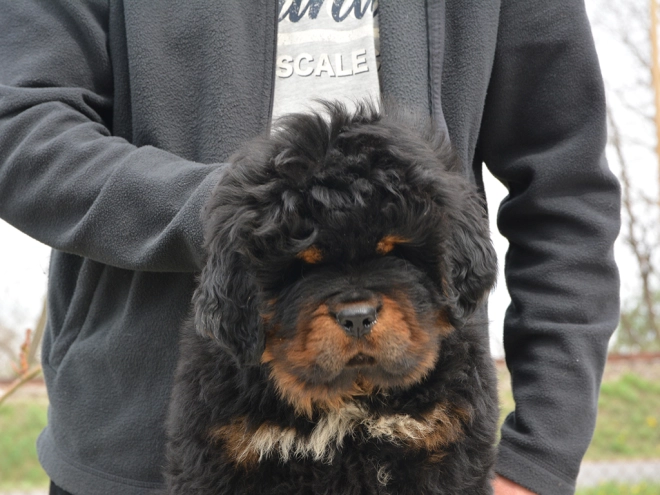 Perros Mastín Tibetano en venta