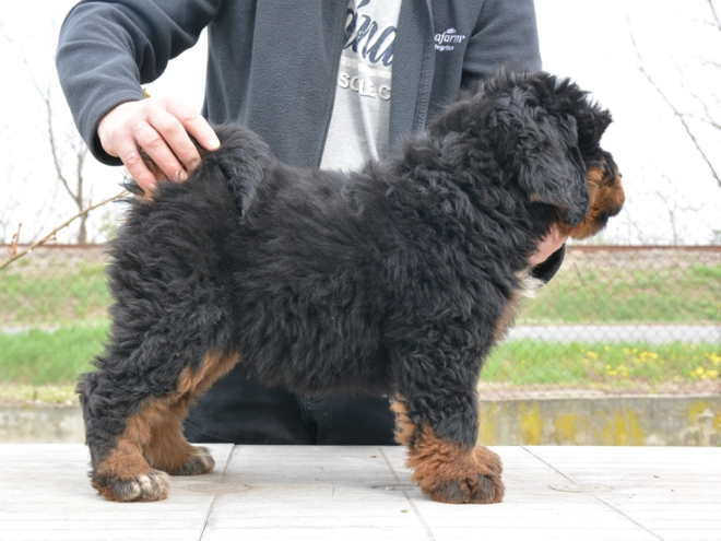 Perros Mastín Tibetano en venta