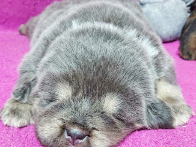 Perros Mastín Tibetano en venta