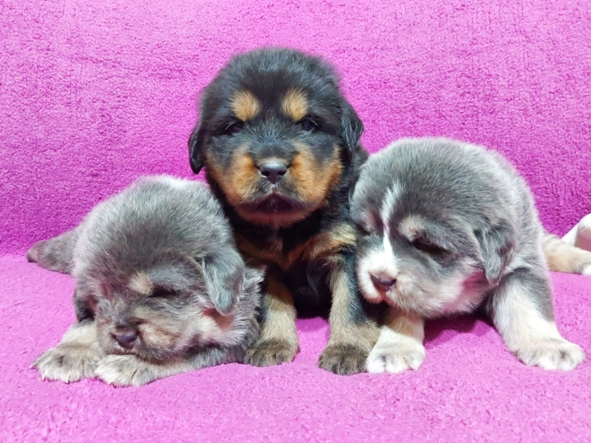 Perros Mastín Tibetano en venta