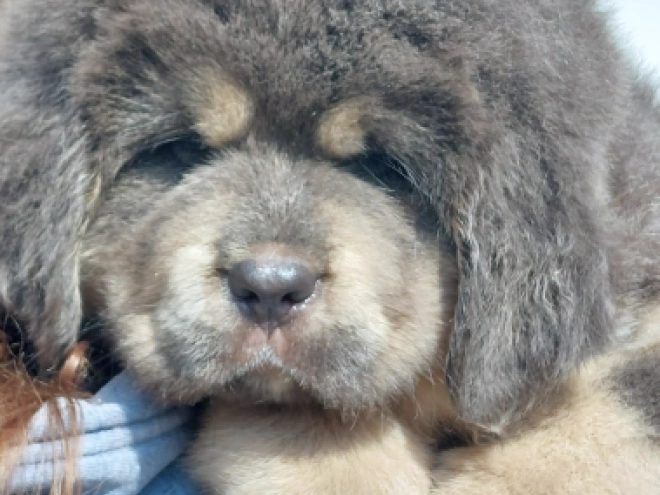 Perros Mastín Tibetano en venta