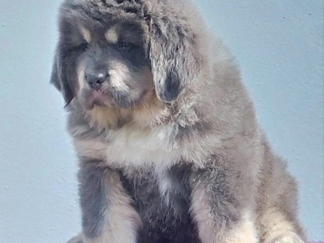 Perros Mastín Tibetano en venta
