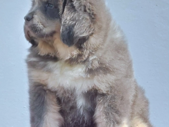 Perros Mastín Tibetano en venta