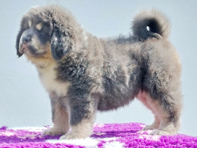 Perros Mastín Tibetano en venta