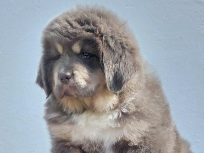 Perros Mastín Tibetano en venta