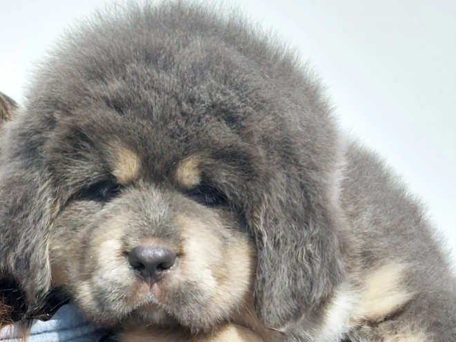 Perros Mastín Tibetano en venta