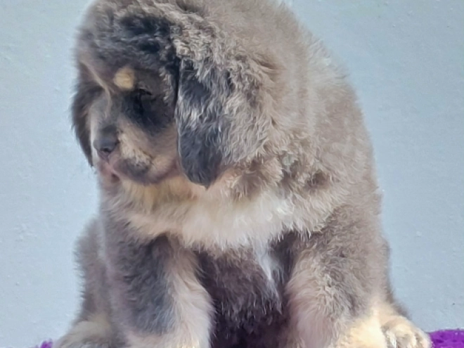 Perros Mastín Tibetano en venta