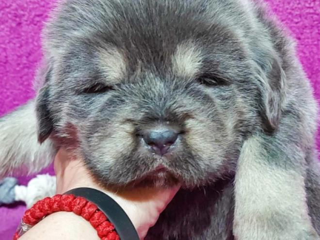 Perros Mastín Tibetano en venta