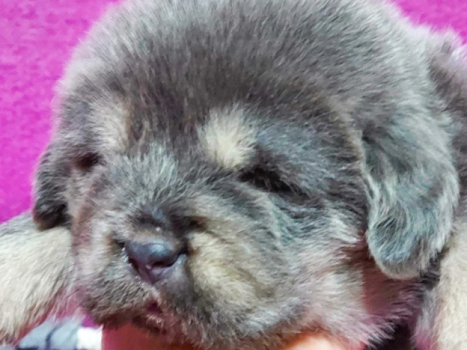 Perros Mastín Tibetano en venta