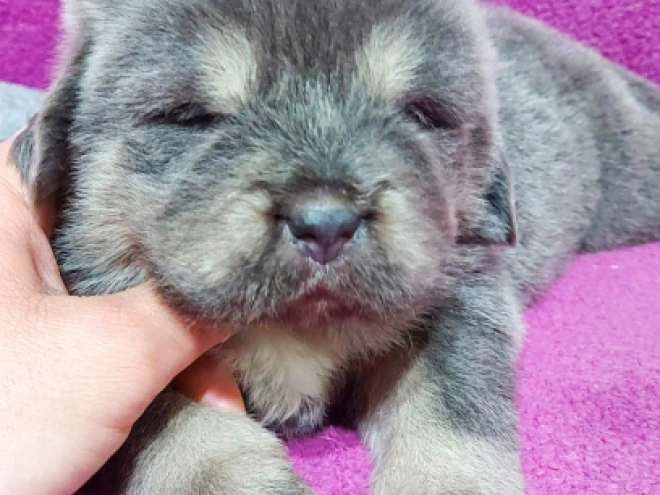 Perros Mastín Tibetano en venta