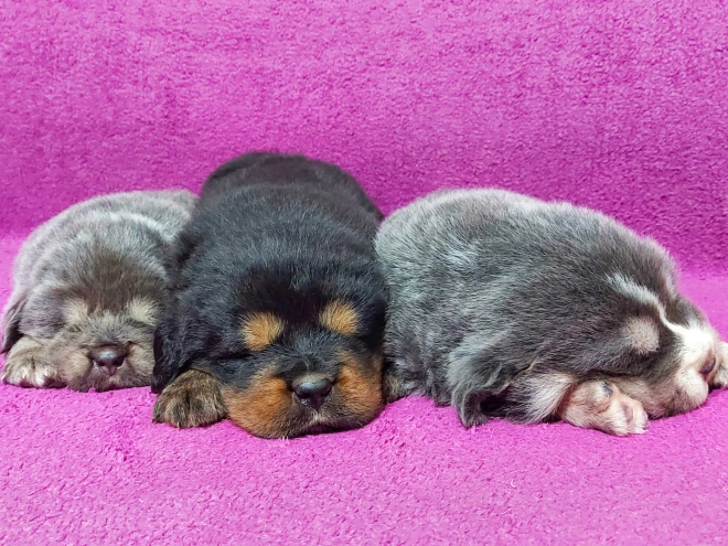 Perros Mastín Tibetano en venta
