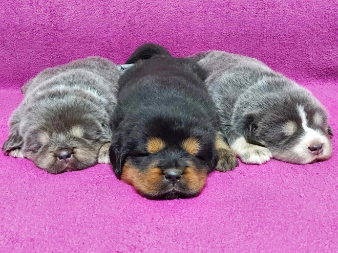 Perros Mastín Tibetano en venta