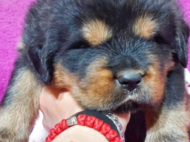 Perros Mastín Tibetano en venta