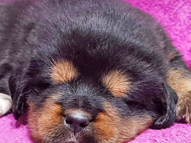 Perros Mastín Tibetano en venta