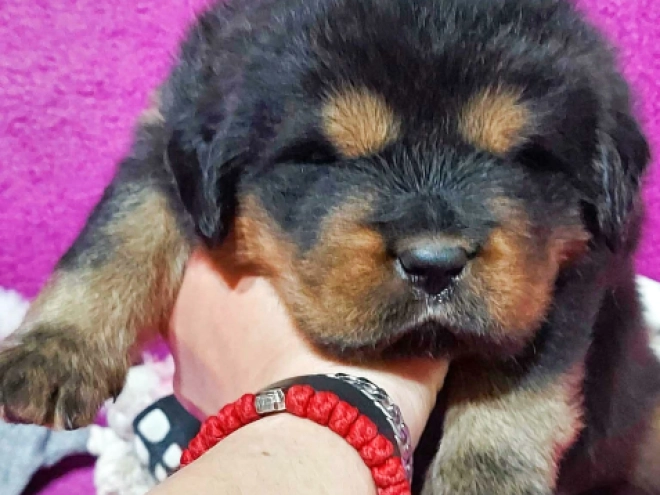 Perros Mastín Tibetano en venta