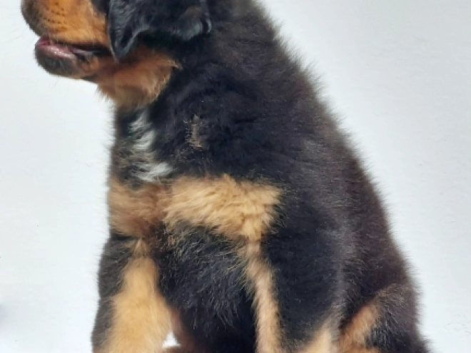 Perros Mastín Tibetano en venta