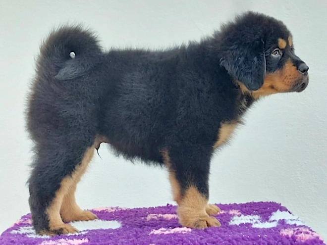 Perros Mastín Tibetano en venta