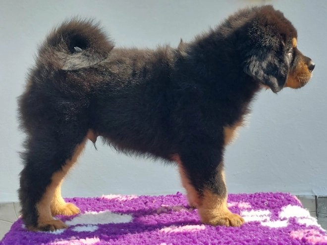 Perros Mastín Tibetano en venta