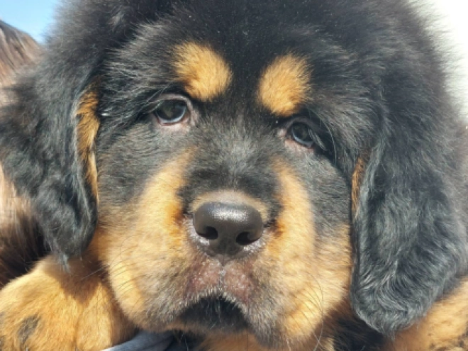 Perros Mastín Tibetano en venta