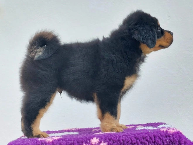Perros Mastín Tibetano en venta