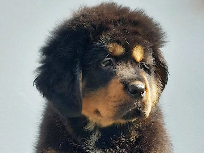 Perros Mastín Tibetano en venta
