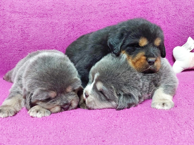 Perros Mastín Tibetano en venta