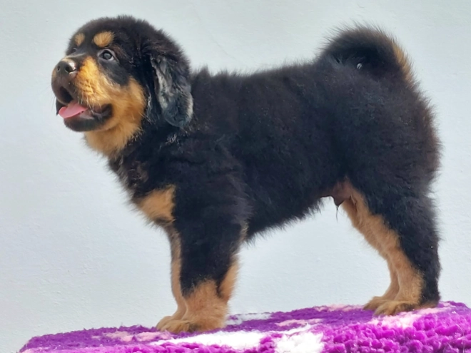 Perros Mastín Tibetano en venta