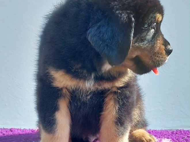 Perros Mastín Tibetano en venta