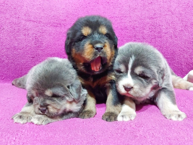 Perros Mastín Tibetano en venta