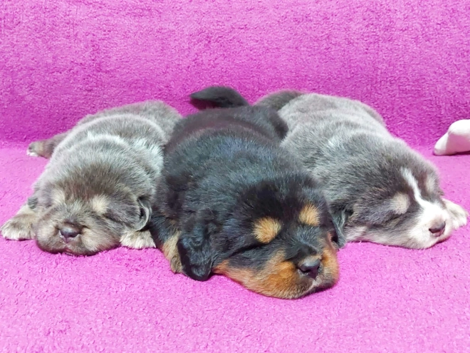 Perros Mastín Tibetano en venta