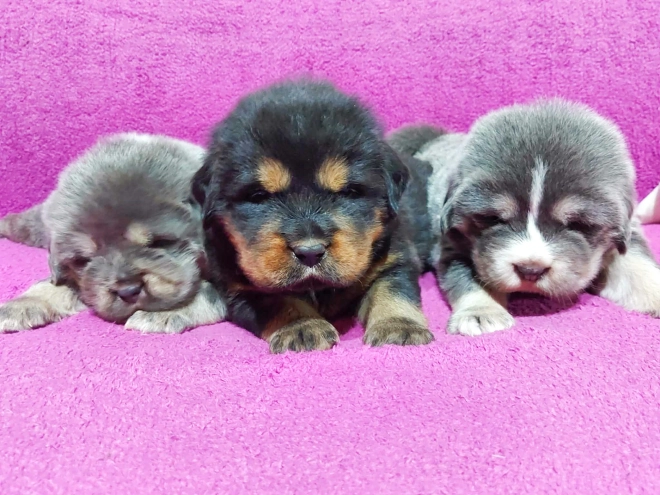 Perros Mastín Tibetano en venta