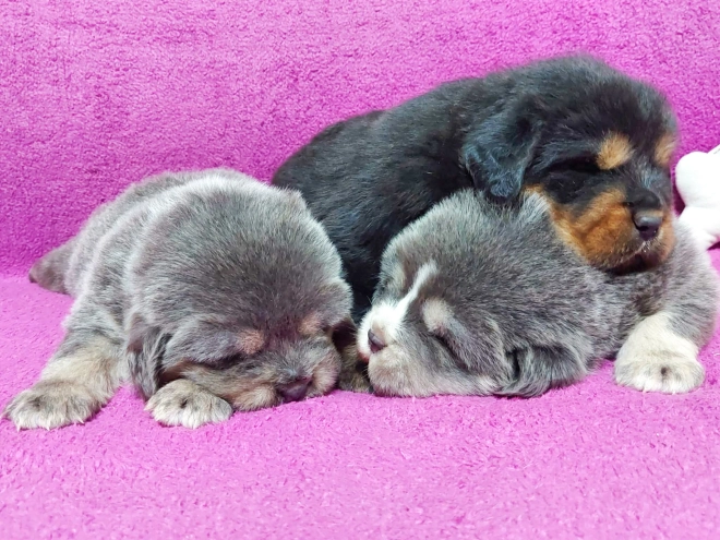 Perros Mastín Tibetano en venta