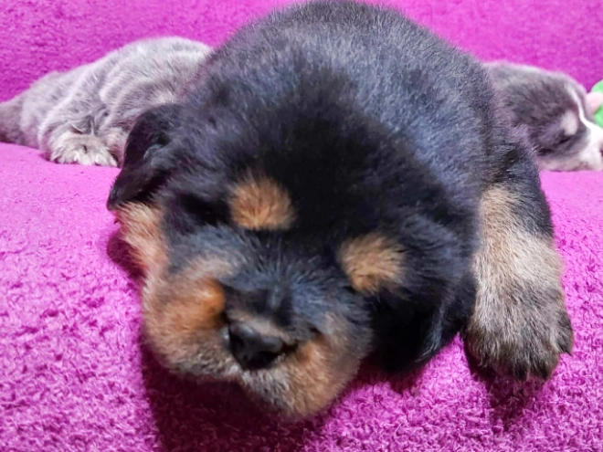 Perros Mastín Tibetano en venta