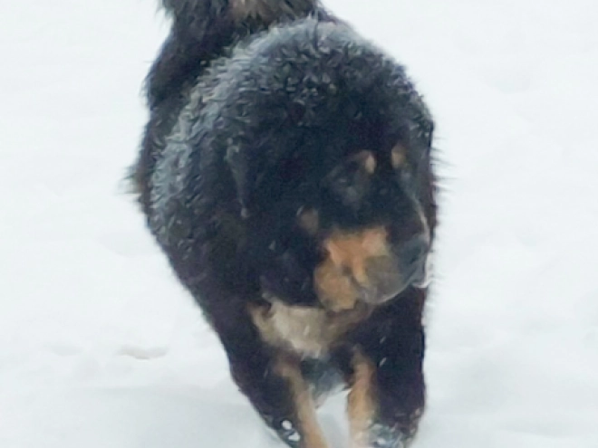 Perros Mastín Tibetano en venta