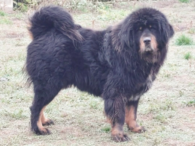 Perros Mastín Tibetano en venta