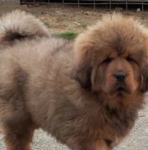 Tibetan Mastiff puppy for sale