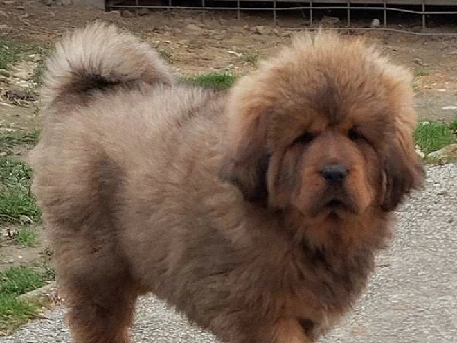 Tibetan Mastiff puppy for sale