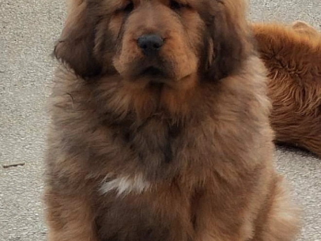 Tibetan Mastiff puppy for sale
