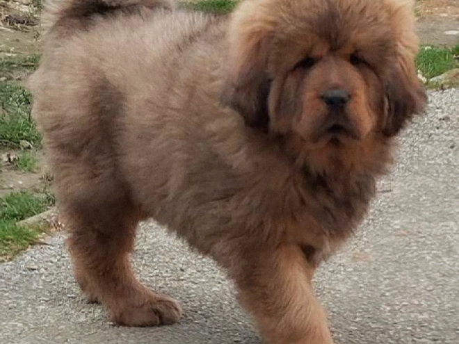 Tibetan Mastiff puppy for sale
