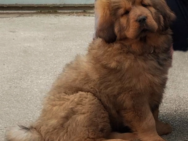 Tibetan Mastiff puppy for sale